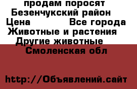 продам поросят .Безенчукский район  › Цена ­ 2 500 - Все города Животные и растения » Другие животные   . Смоленская обл.